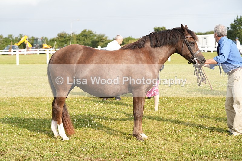 DSC04416 - Classes 44 & 45: NPS M&M Brood Mare and Foal