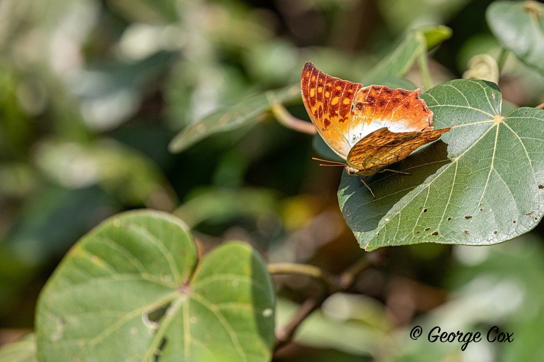 Butterfly Pearl Emperor - South Africa - Limpopo