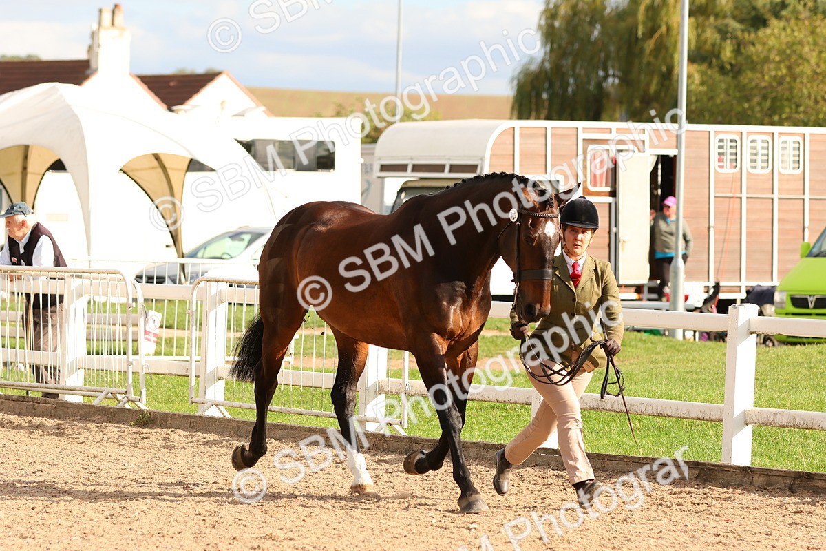 SBM_18370 - Class 318 - IH Part Bred Horse Pony