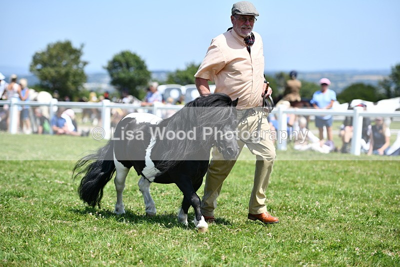 DSC_7714 - Class 64: Coloured Pony 4yrs & over