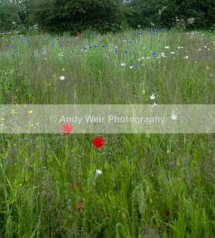 20110611-IMG_4538 - Woolston Eyes Nature Reserve