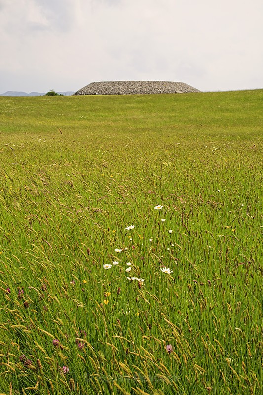 Wildflowers and Carrowmore Passage Tomb - Ruins and Not So Ruined