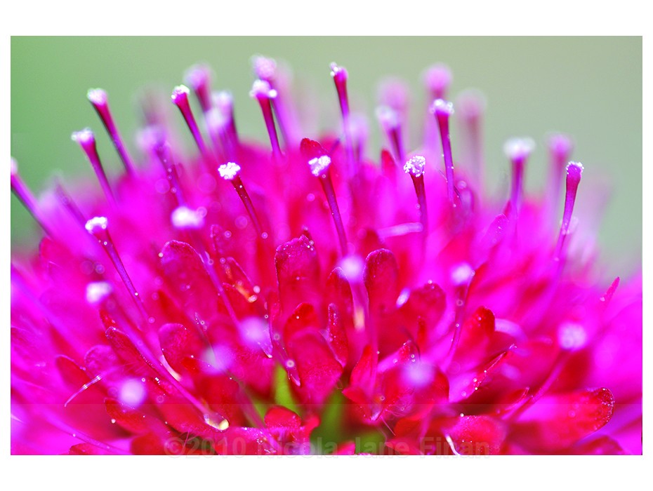 flowers june 518wt - Flowers and Nature