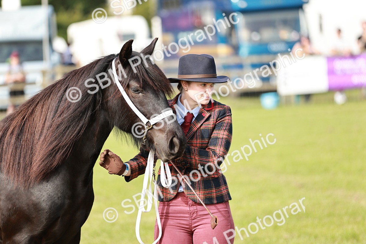 SBM_00749 - Class 14-23 - Mountain & Moorland In Hand Non Welsh