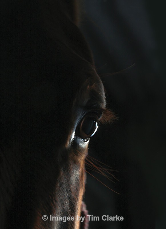 Horse Eye 42 - Miscellaneous/Street