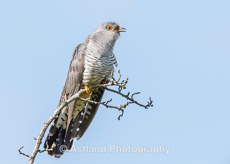 Astland Photography, Bird and Wildlife Images, Susan and Peter Wilson, U.K.