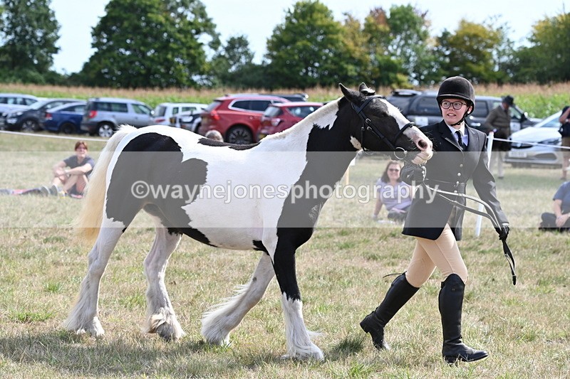 WJ6_6631 - Class 20 In-hand Cob