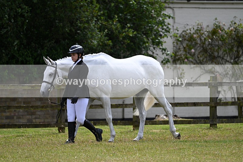 WJ7_6826 - Class 5a Most Handsome Gelding in Hand