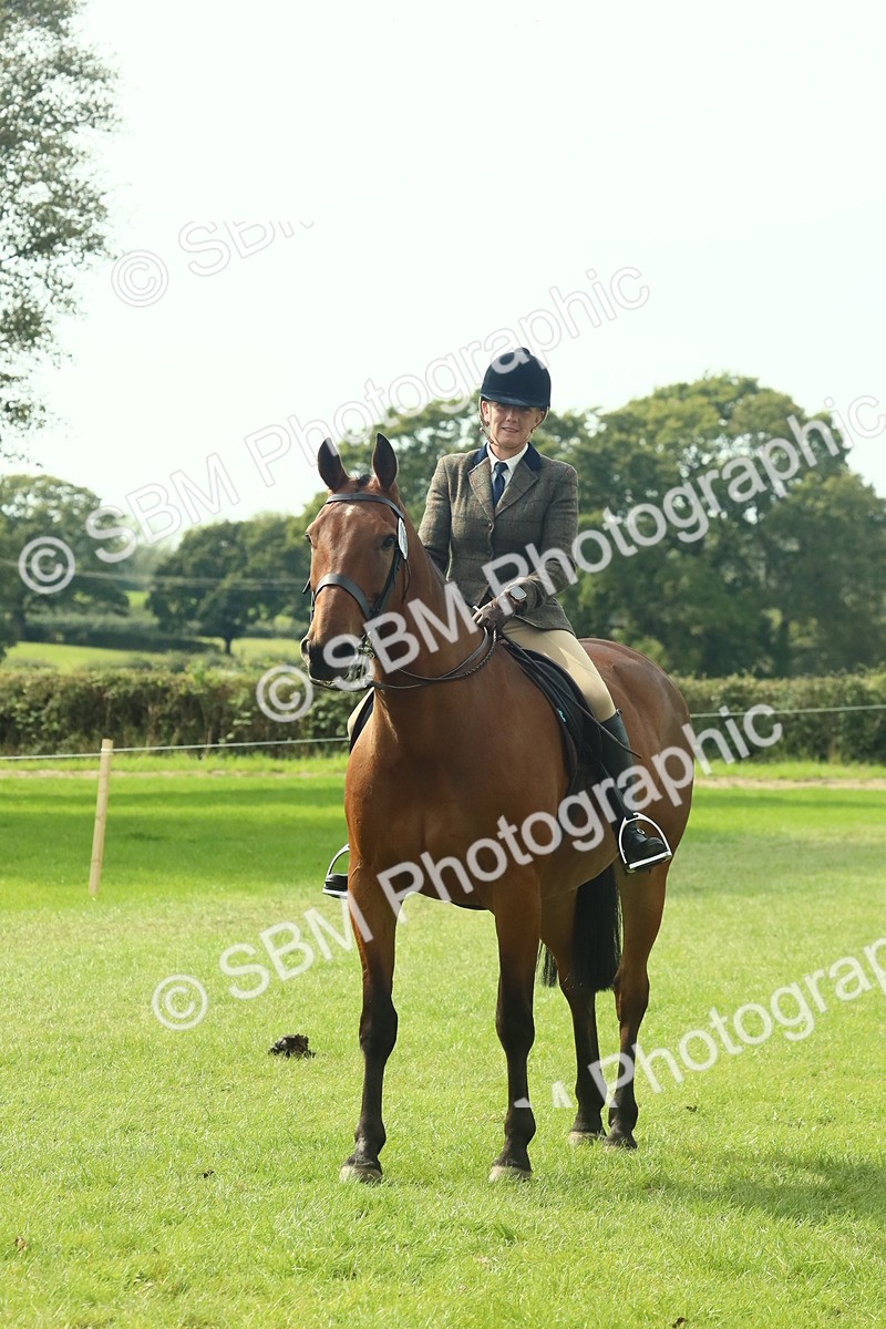 SBM_66716 - S34 - Rehabilitated Rescue Horse & Pony In Hand & Ridden