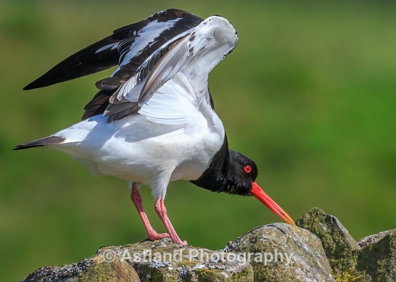 Astland Photography, Bird and Wildlife Images, Susan and Peter Wilson, U.K.
