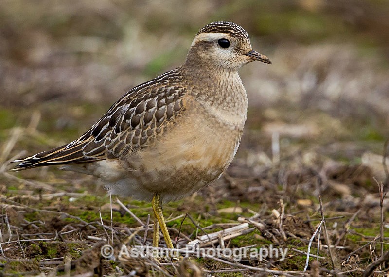 Astland Photography, Bird and Wildlife Images, Susan and Peter Wilson, U.K.