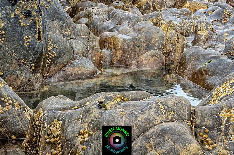F-03-Beautiful Barnacles - 'FLOW'