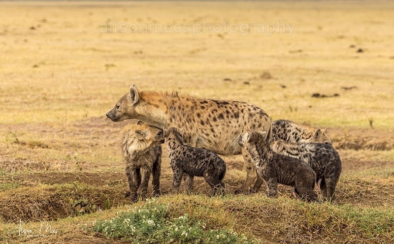  - African Safaris