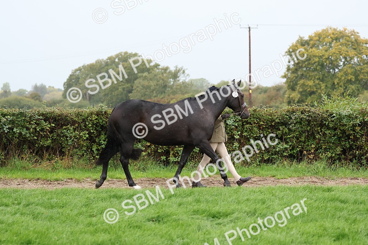 SBM_35245 - S10 - Best In Hand Horse & Pony