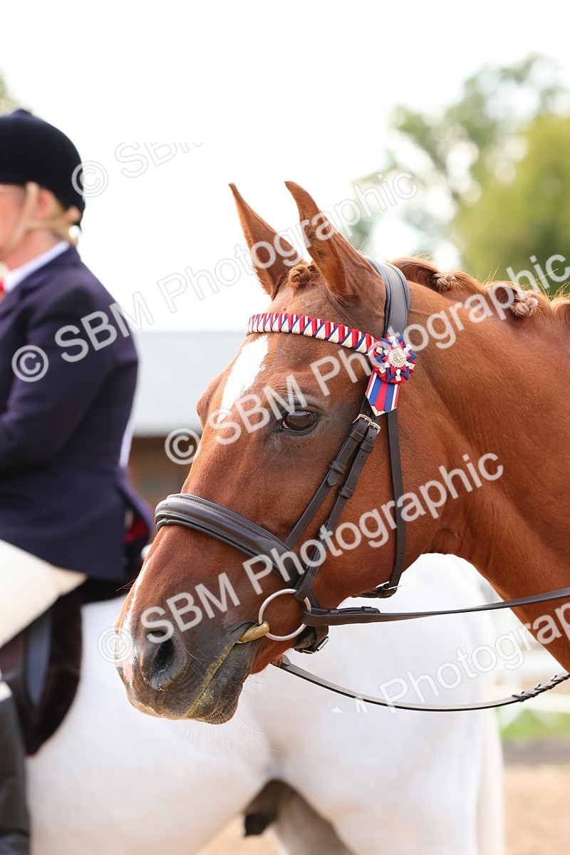 SBM_14149 - Class 213 - Ridden Hack Riding Horse