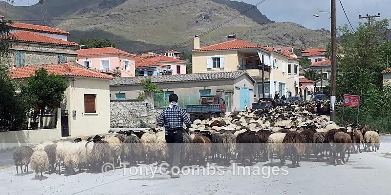 'Traffic Jam'  Errosos style - Lesvos ~ Various Other