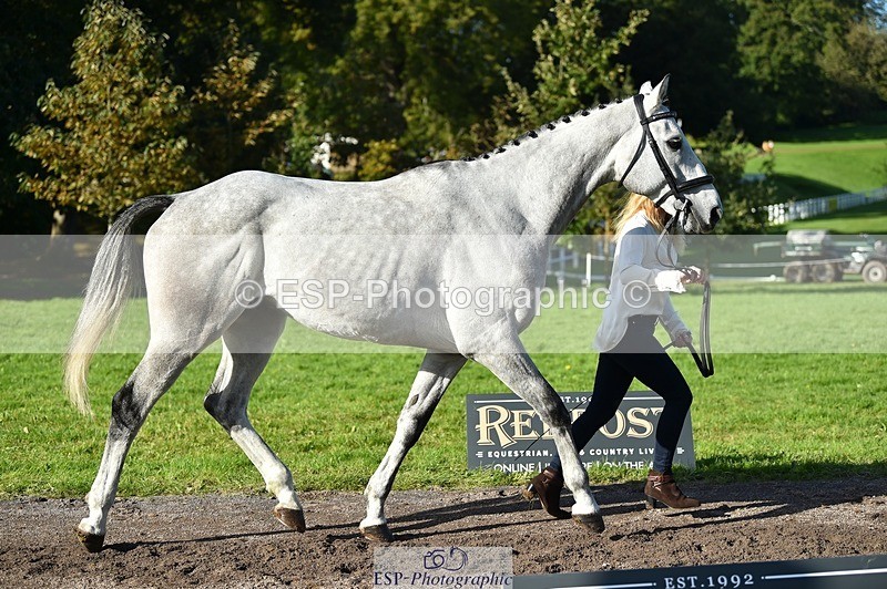 231022-112244-23920 - 557-KILBALLYBOY.SURPRISE-Courtney.Romcke-TrotUp+SJ