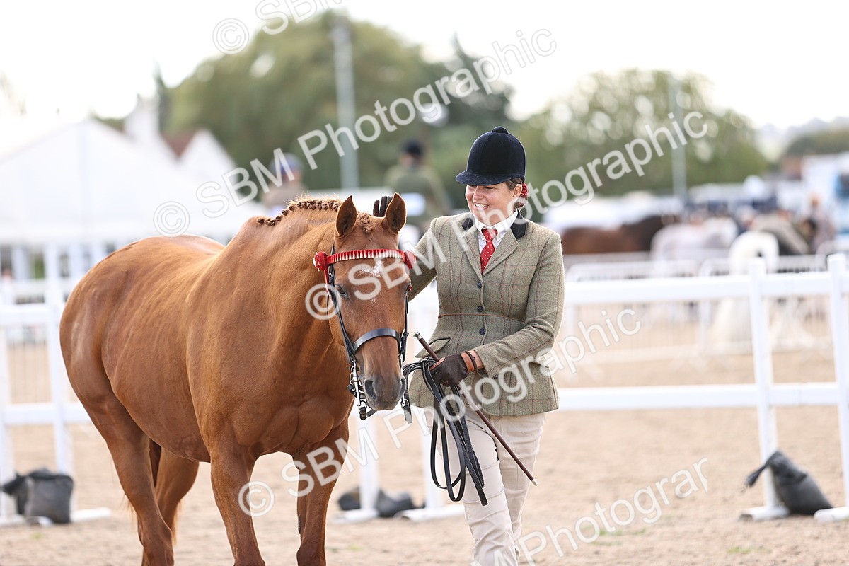 SBM_11554 - Class 407 - IH Hack-Riding Horse