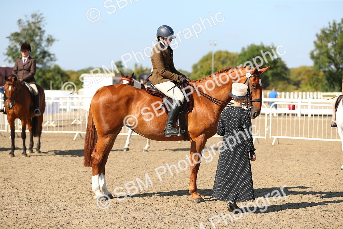 SBM_02291 - Class 43 Ridden Competition Horse/Pony