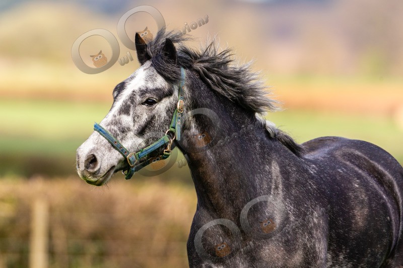 horse-8630 - Pet Photography