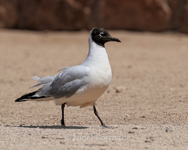 Andean Gull (adult) on ground, El Tatio, Chile - Andean Gull
