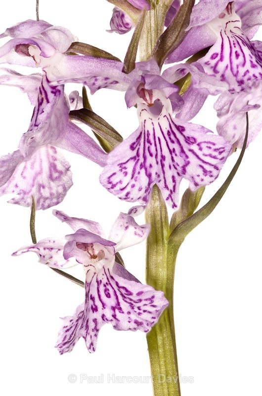  - WB: Orchids - Orchis