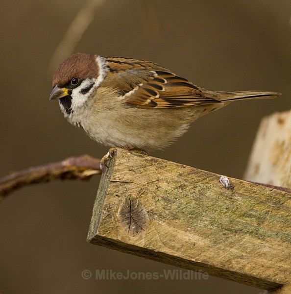 TREE SPARROW REF T SPAR 1 - THE TREE SPARROW