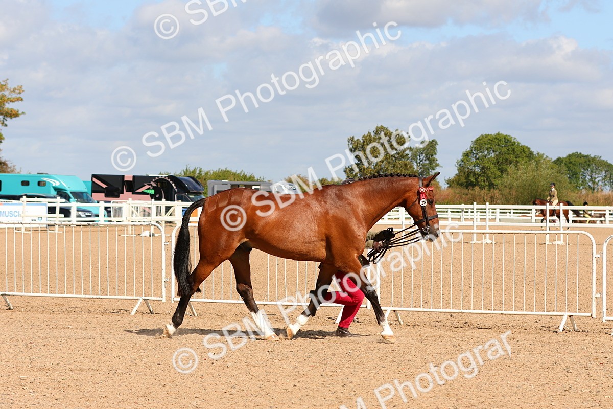SBM_11165 - Class 208 - IH Veteran Horse
