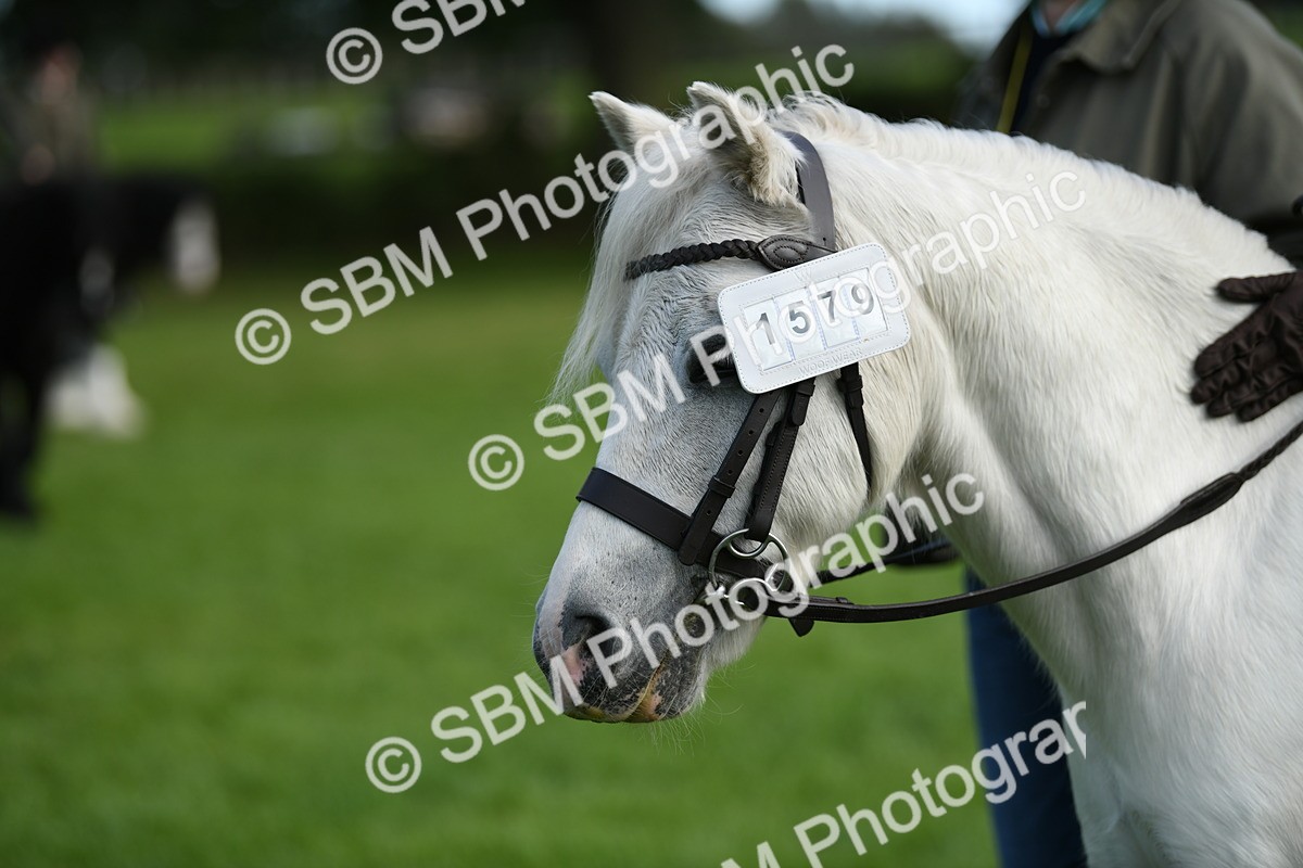 SBM_51873 - S21 - Novice & Newcomers 1st Ridden Pony