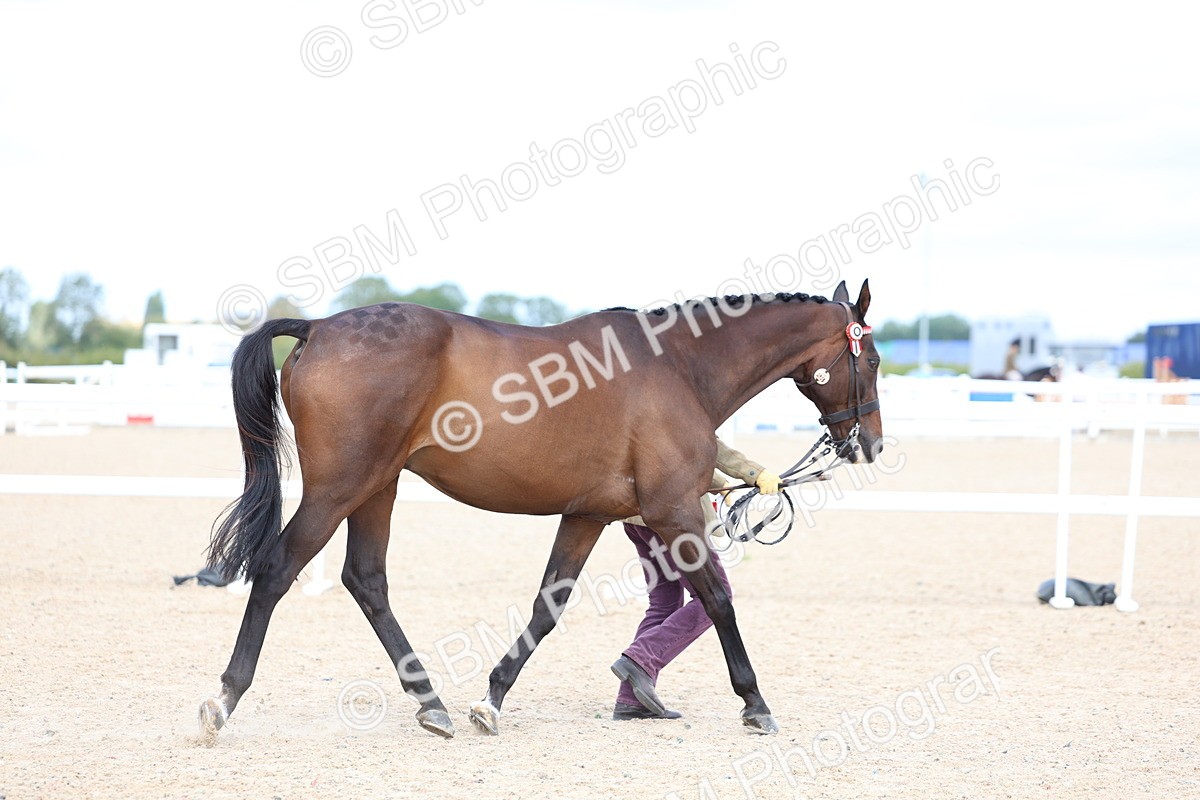 SBM_15302 - Class 313 - IH Retired Racehorse