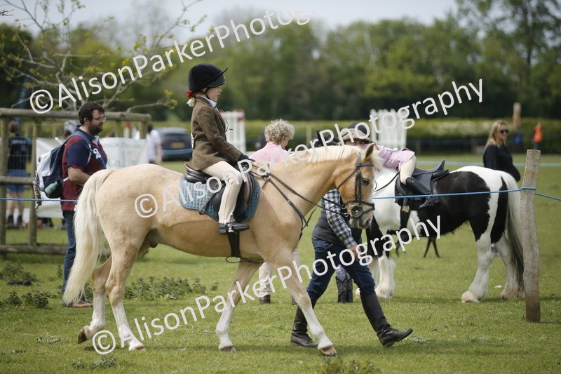 20260426-2130 - Class 9 - Handsomest Gelding