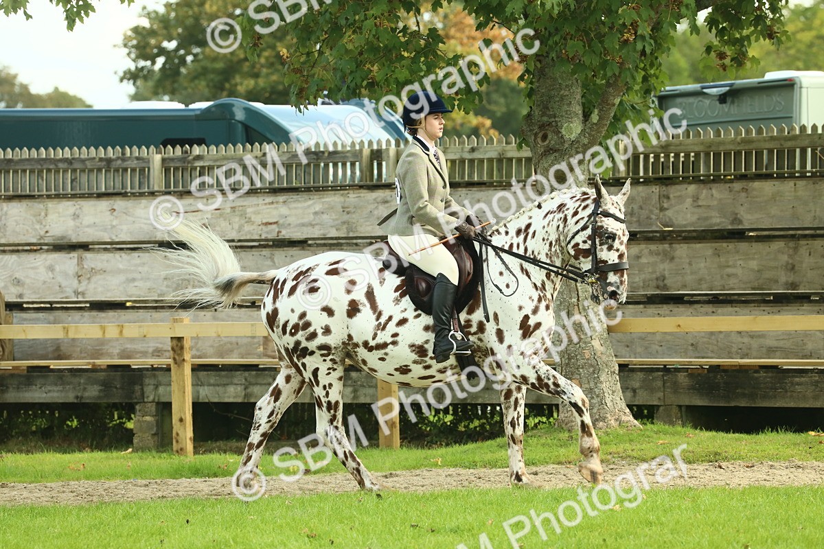 SBM_62466 - S62 - Foreign Breeds Ridden