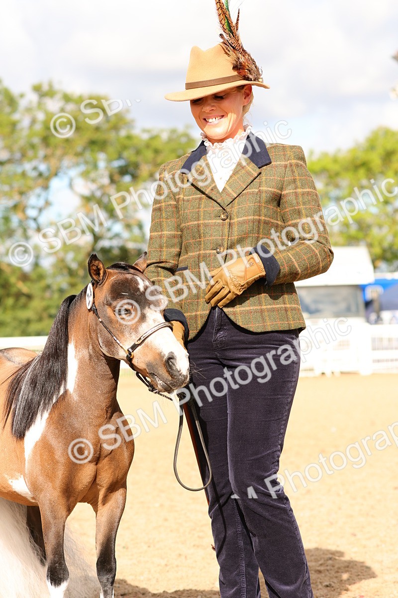 SBM_10309 - Class 206 - IH Non Show Type Pony