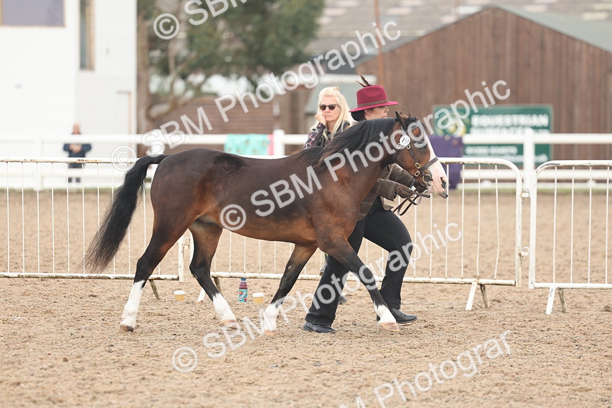 SBM_08421 - Class 29 - IH Veteran Pony