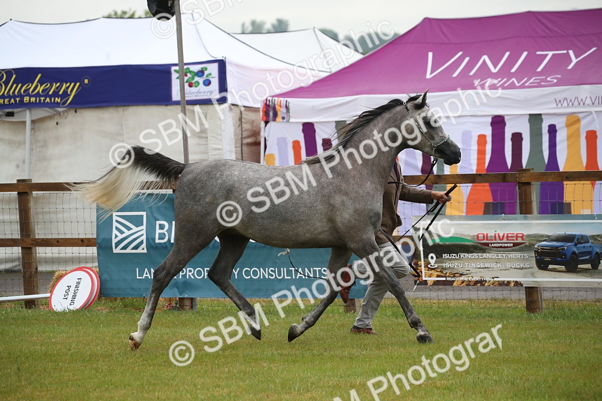 SBM_00008 - Class 17-20 - Arab & Part Bred - Anglo Arab In Hand