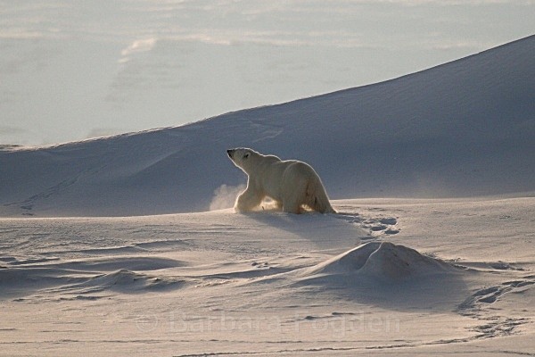 Polarbear 5562 - Wildlife