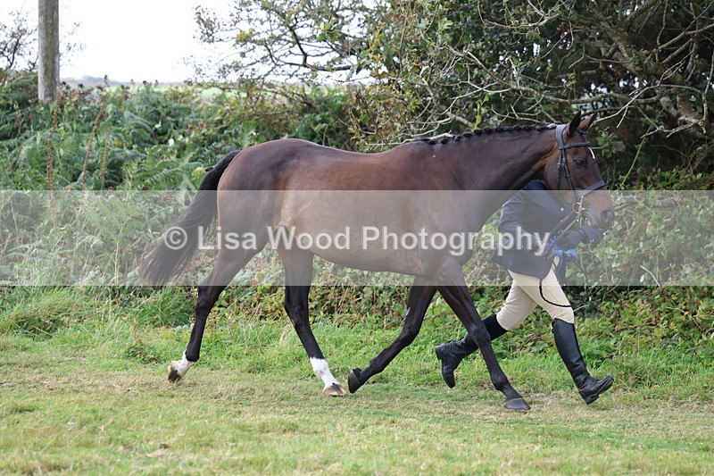 3E7A5648 - In Hand Championship