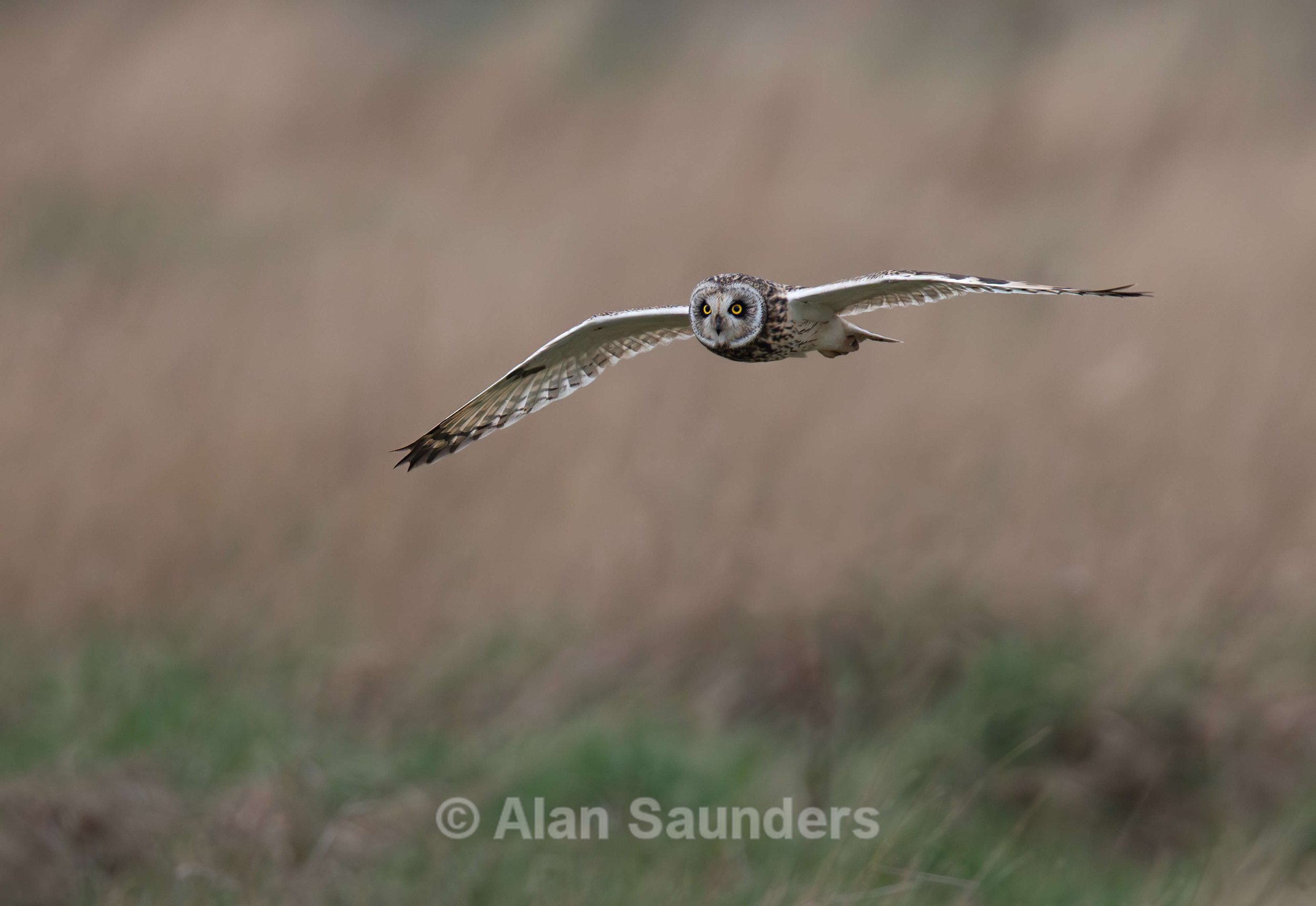 Short Eared Owl