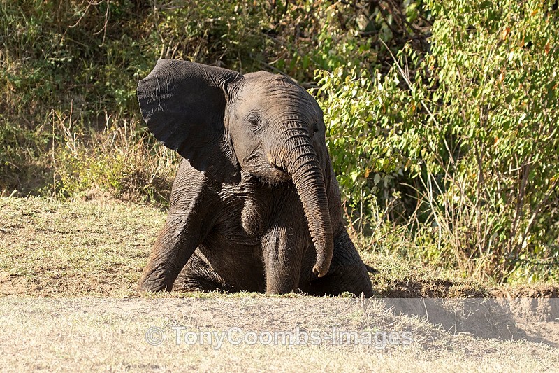 Elephant Calf - Mara North ~ Other Mammals