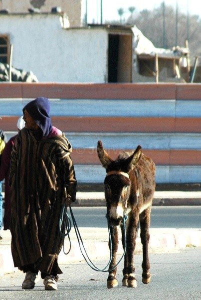 Back in town - Marrakesh III