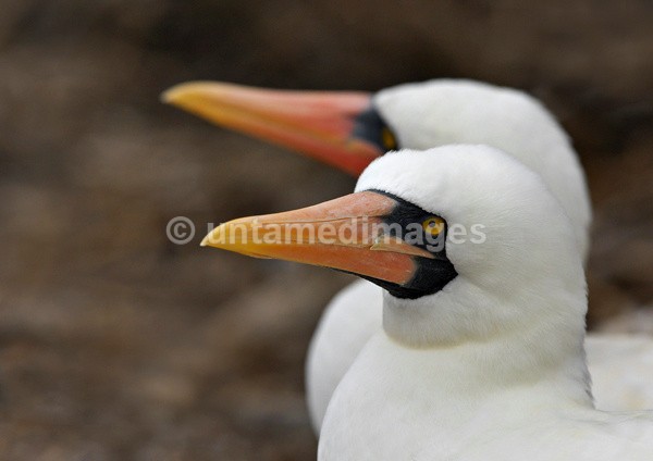Nazca Booby 2 - Galapágos