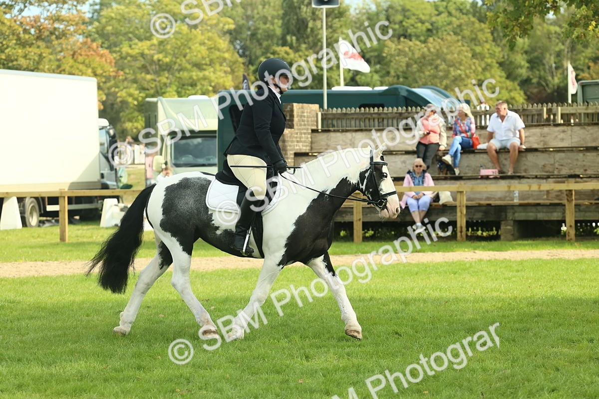 SBM_66595 - S34 - Rehabilitated Rescue Horse & Pony In Hand & Ridden