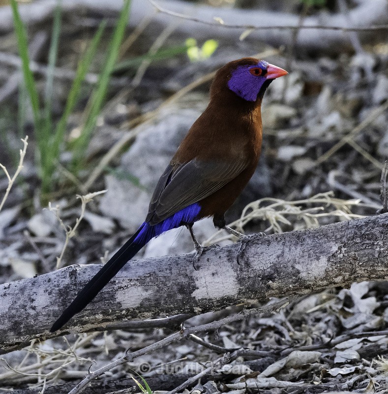 Violet-eared Waxbill - Namibia 2022