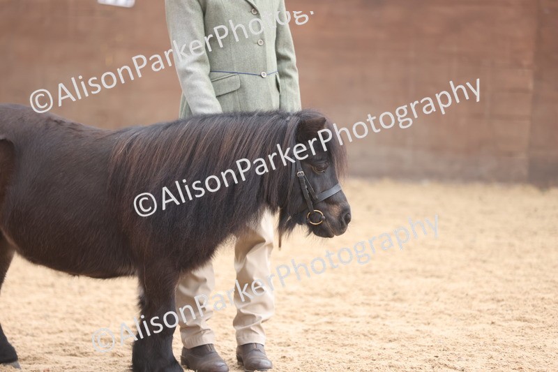 20251109-0327 - Class 13 - Mares 4 Years and Over