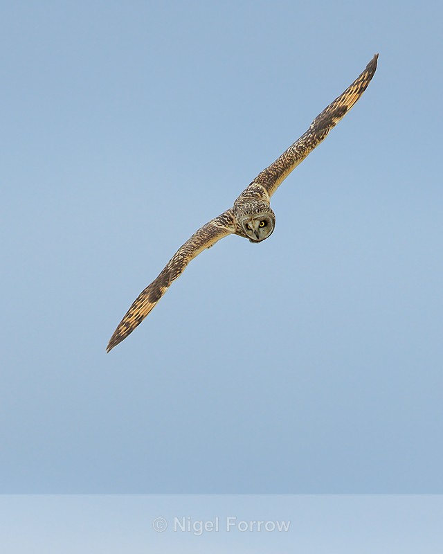Short-eared Owl flying, Hawling, Gloucestershire - Short-eared Owl