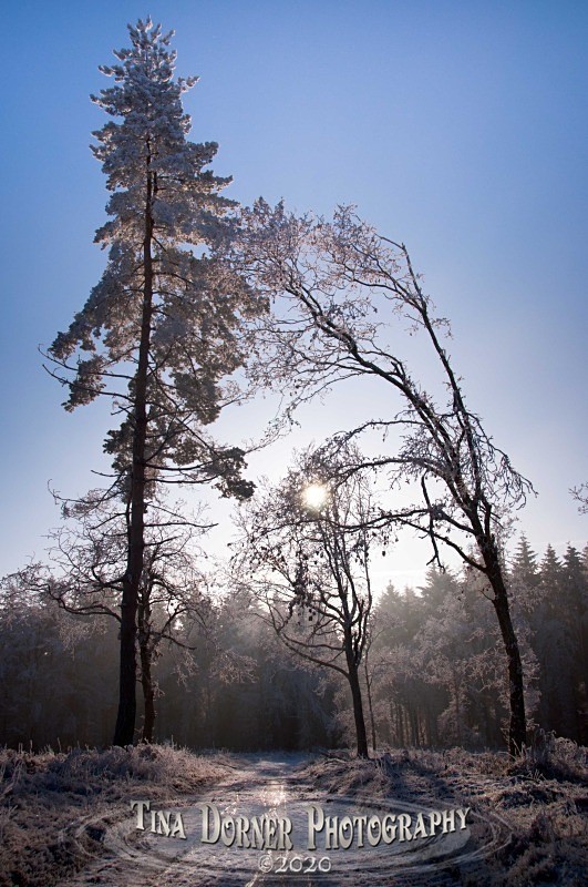 Hoar Frost on Forest Path, Winter Landscape portfolio by Tina Dorner Photography,  Forest of Dean and Wye Valley, Gloucestershire