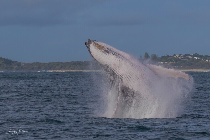 0A3A3025 - 2024 Whale Photos