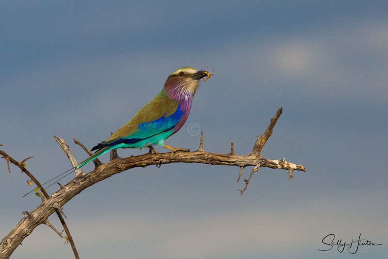 Roller with Insect 2