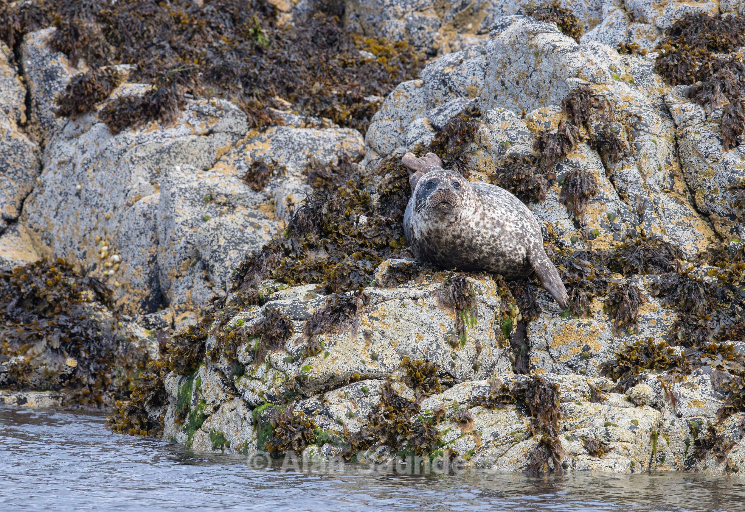 Common Seal 20
