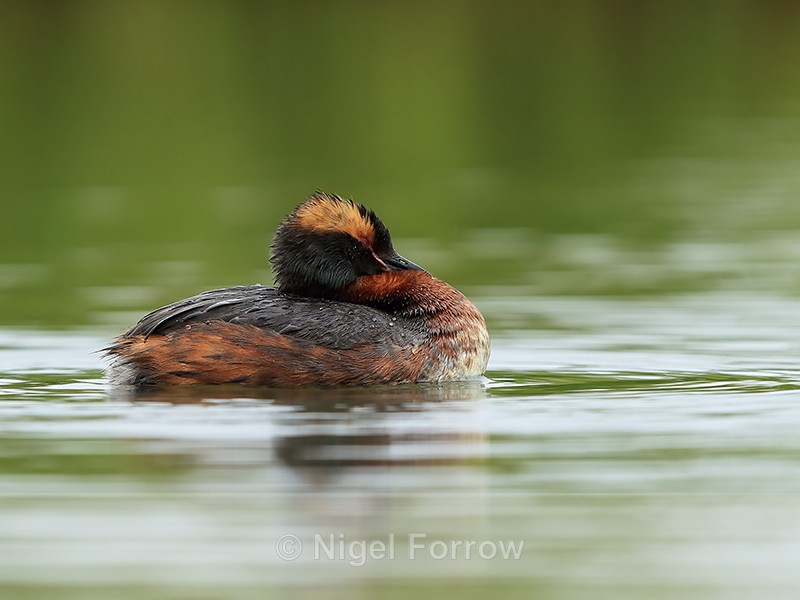 Slavonian Grebe resting, Lake  Myvatn, Iceland - Slavonian Grebe